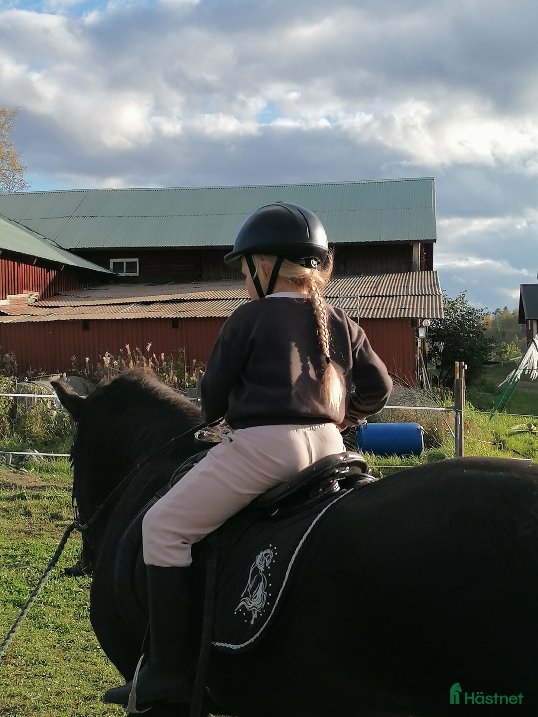 Allround hästar till salu: Snäll islänning  i Kilafors - Annons 1