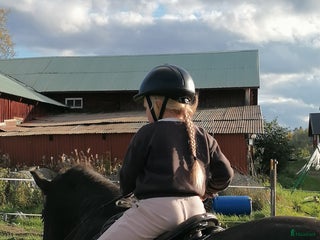 hästar Snäll islänning i Kilafors - Annons 13