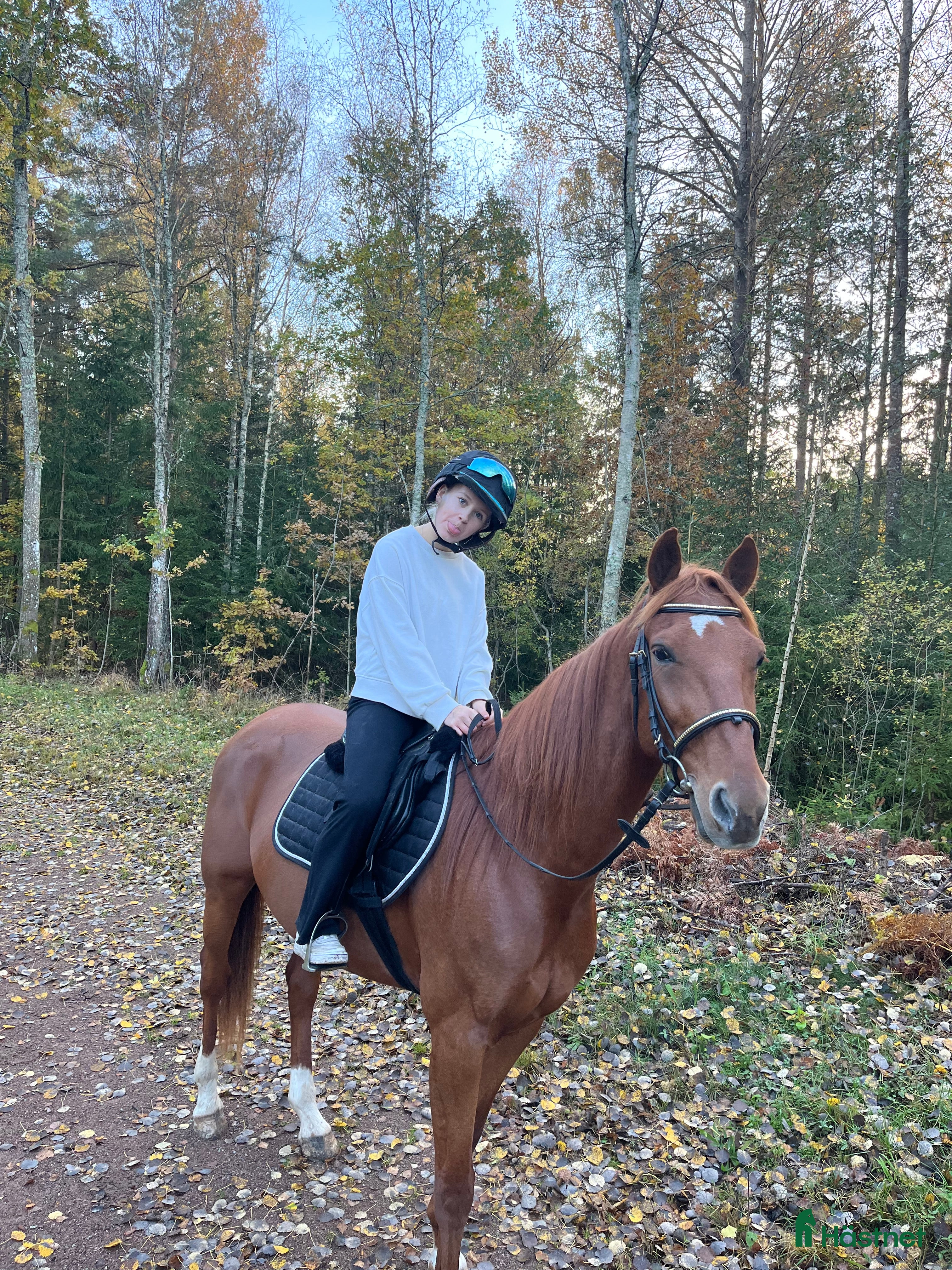  hästar Social och glad kille i Kalmar - Annons 12