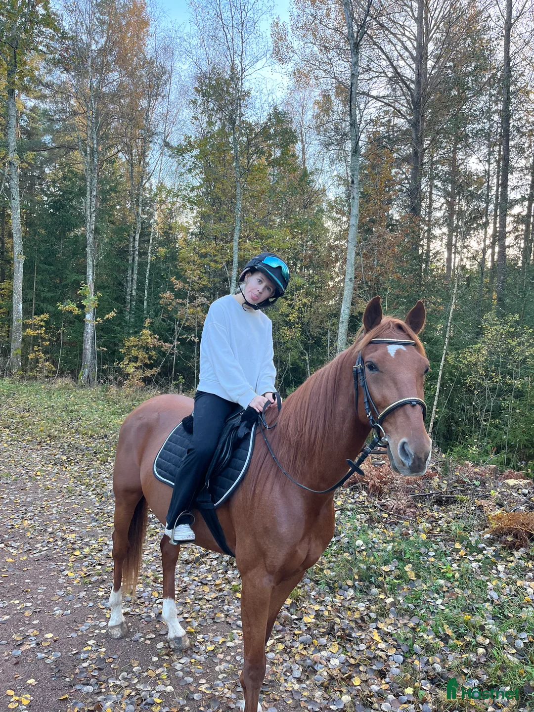 Allround hästar till salu: Social och glad kille i Kalmar - Annons 1