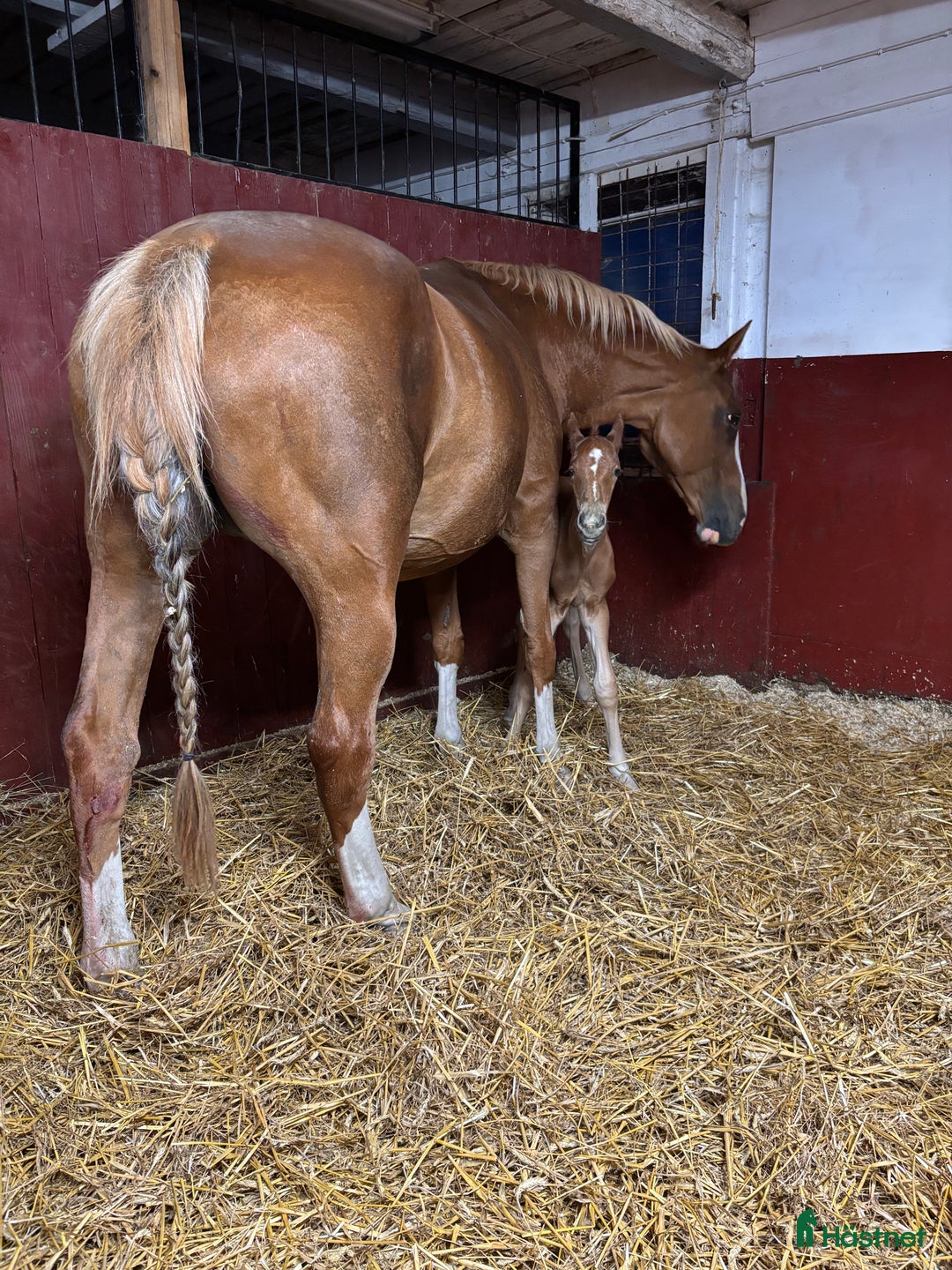 Övrigt hästar till salu: Fantastiskt dräktigt sto för avel och sällskap i Söderköping - Annons 8
