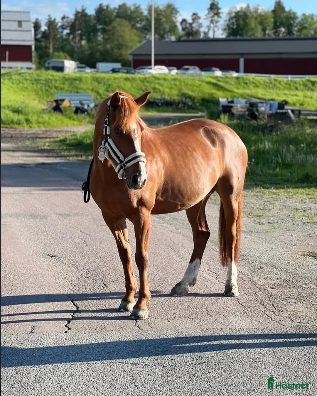 Allround hästar till salu: Underbara Madonna maxad D-ponny i Smedjebacken - Annons 1