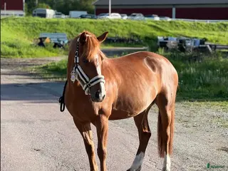 hästar Underbara Madonna maxad D-ponny i Smedjebacken - Annons 2