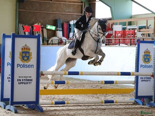 hästar Topponny för högre klasser i Göteborg - Annons 4