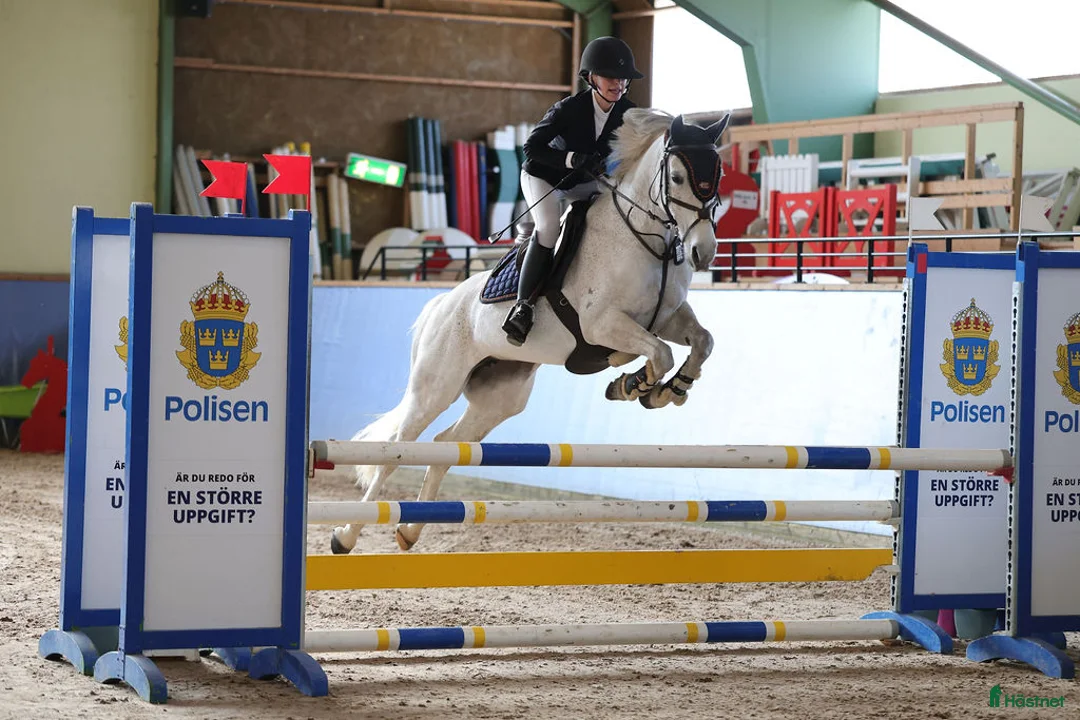 Hoppning hästar till salu: Topponny för högre klasser - Annons 2