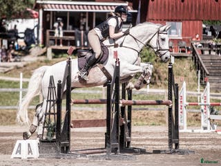 hästar Lyxig hobbyhäst - Annons 6