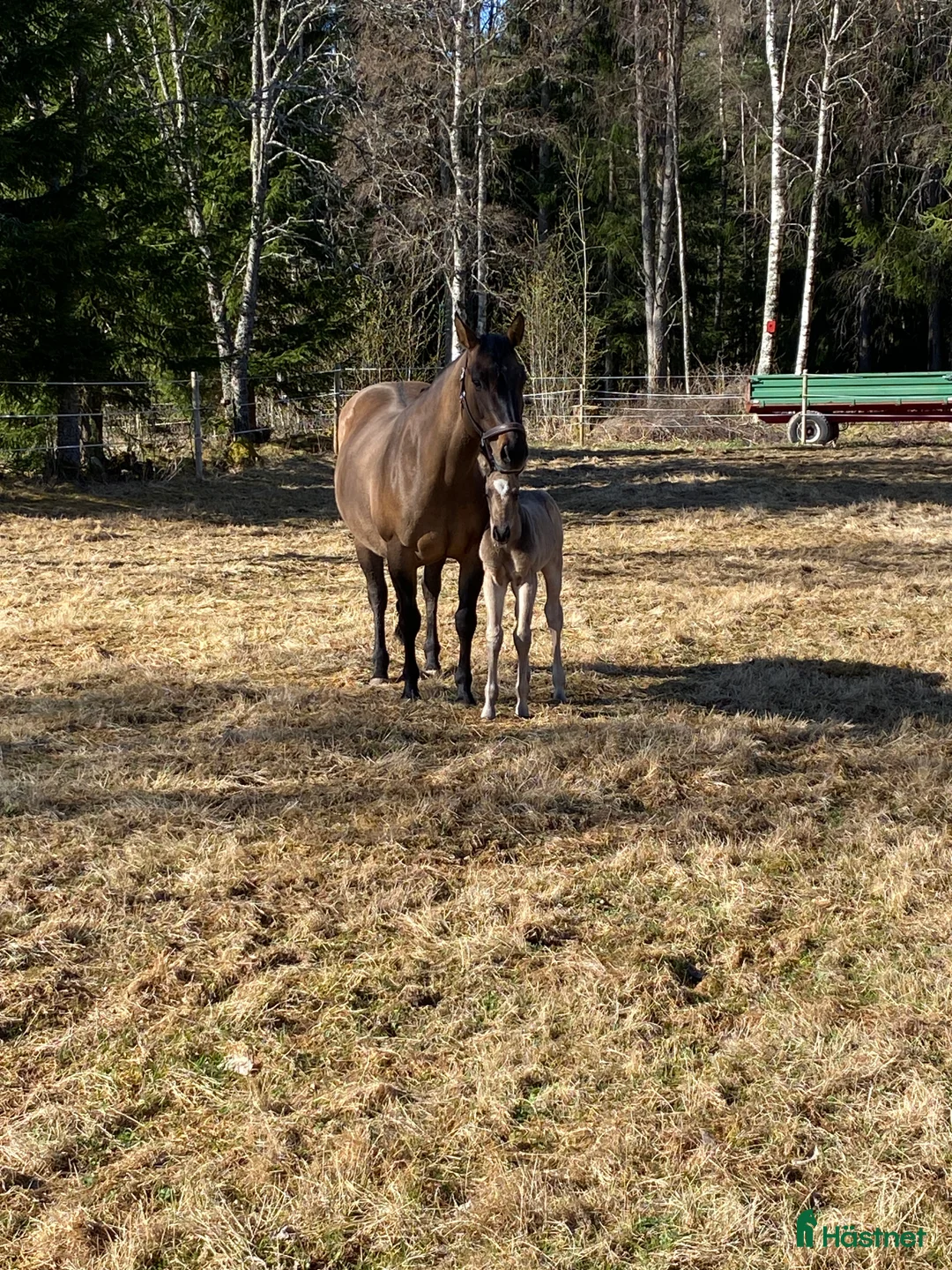 Western hästar till salu: Superfin Quarter åring  - Annons 9