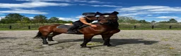 Allround hästar till salu: Allroundhäst i Örebro - Annons 3