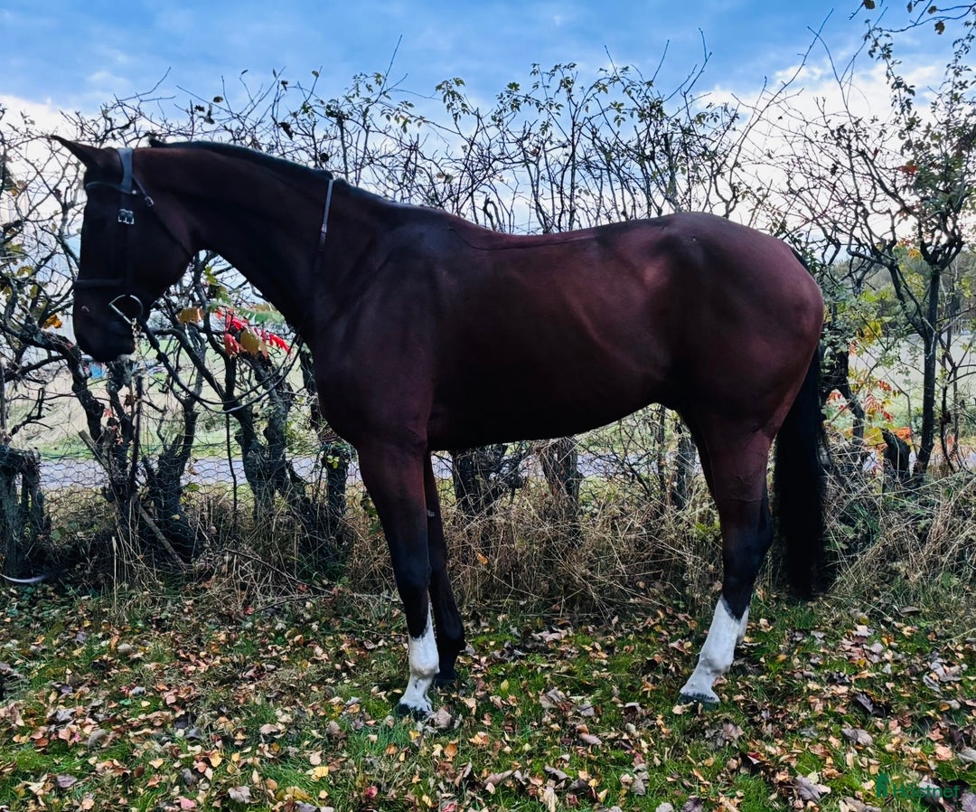 Hoppning hästar till salu: Ädel toppstammad 7-åring med kapacitet i Mörarp - Annons 2