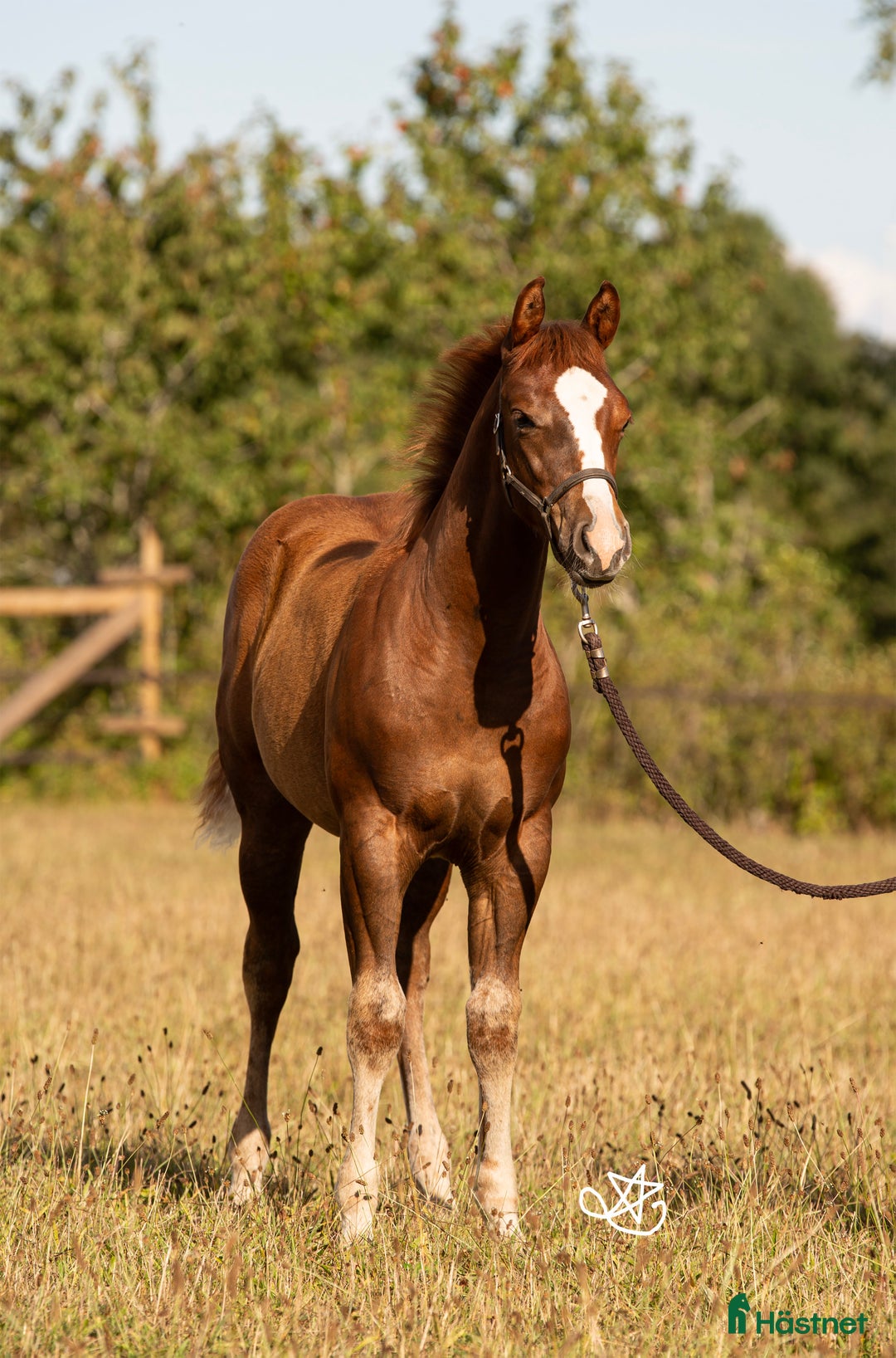 Western hästar till salu: Blivande reiningstjärna - byte möjligt!  i Hjo - Annons 1