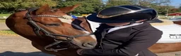 Hjälmar ryttarutrustning till salu: Kask Star Lady Pure Shine - Annons 4