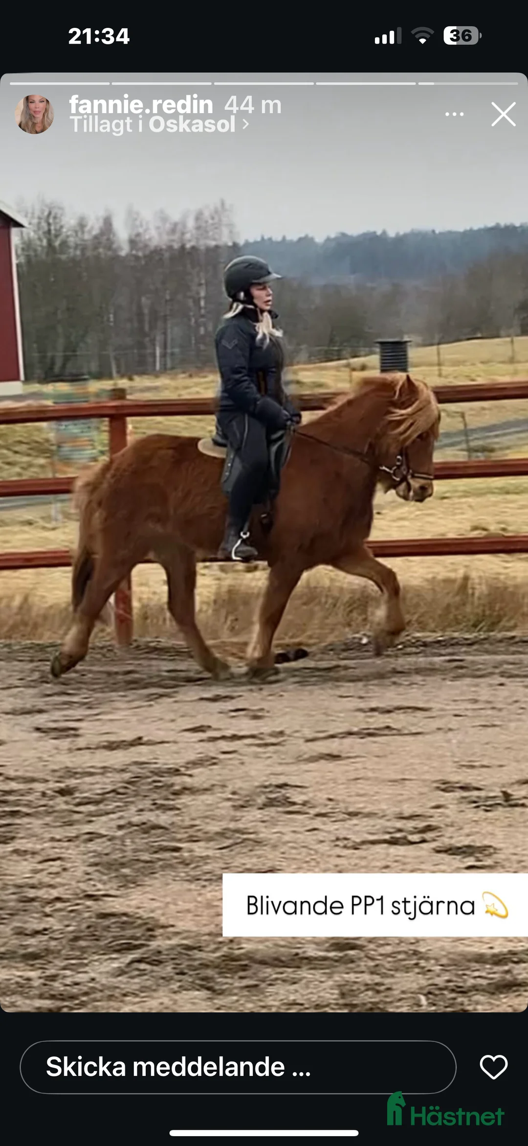 Island hästar till salu: Underbart ungsto! - Annons 4