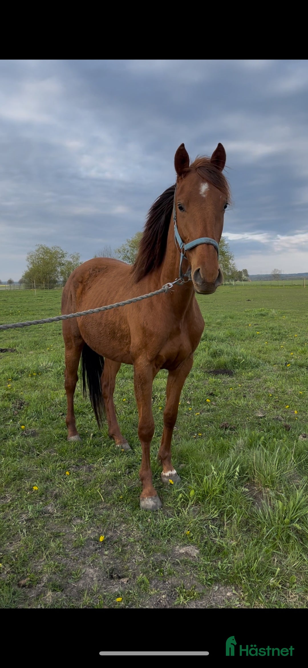 Hoppning hästar till salu: 3-årigt inridet sto e.Contant Q.  Röntgad. i Ängelholm - Annons 1