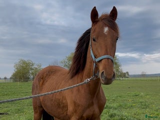 hästar 3-årigt inridet sto e.Contant Q. Röntgad. i Ängelholm - Annons 21
