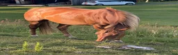  medryttarhäst finnes: Medryttare sökes Hindås / Bollebygd - Annons 4