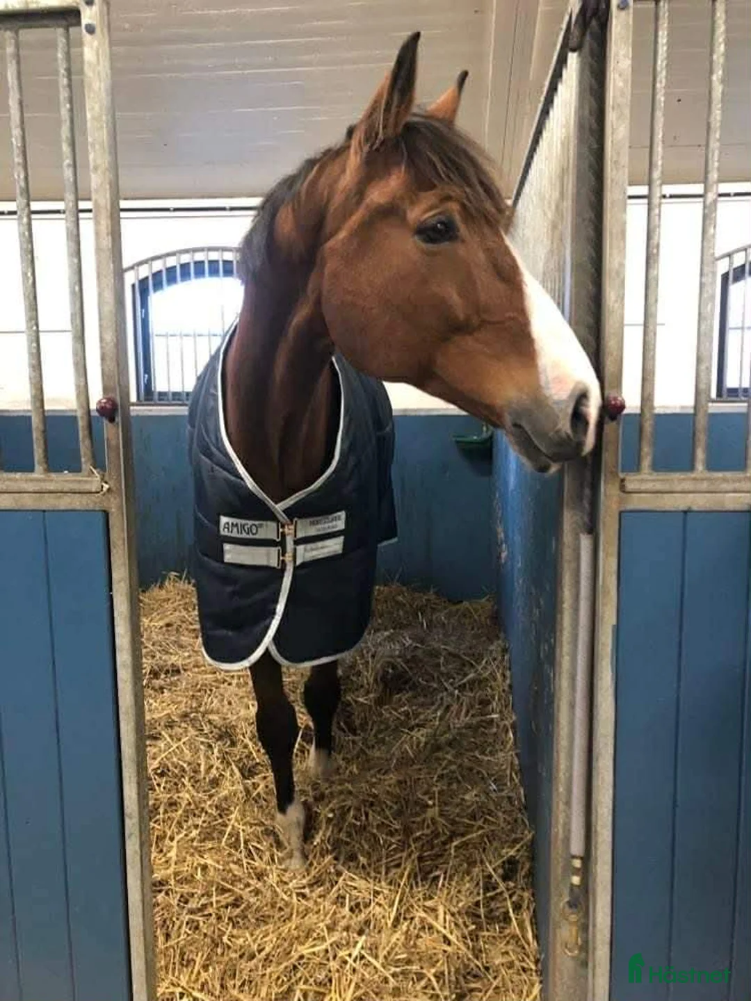 Dressyr hästar till salu: Dressyrämne med stor charm och potential! i Härslöv - Annons 3