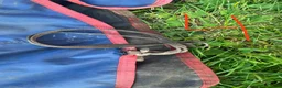 Täcken hästutrustning till salu: Regntäcken Horseware - Annons 4