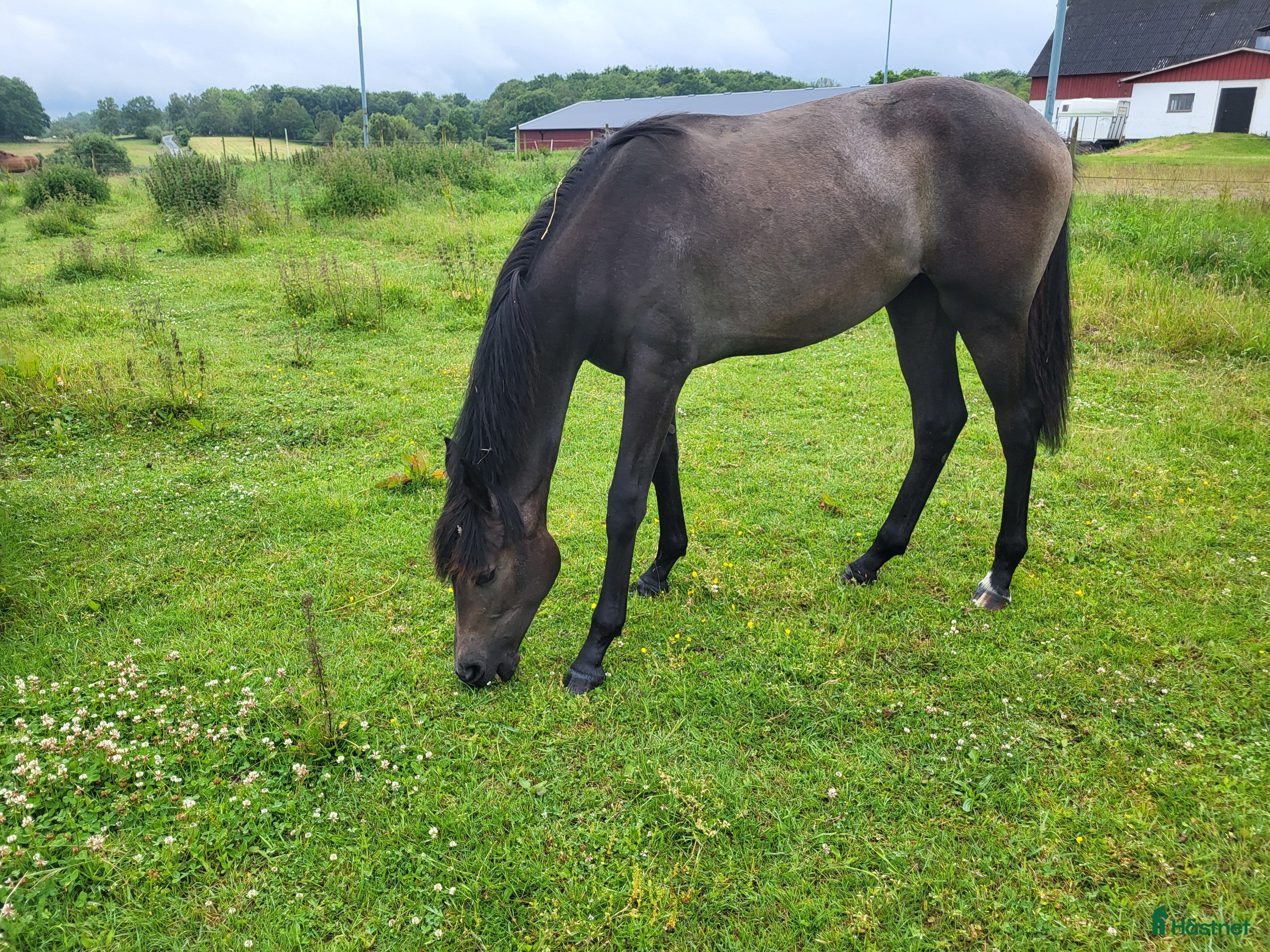 Dressyr hästar till salu: Välstammat (dressyr) SWB sto f. 2024  i Hörby - Annons 1