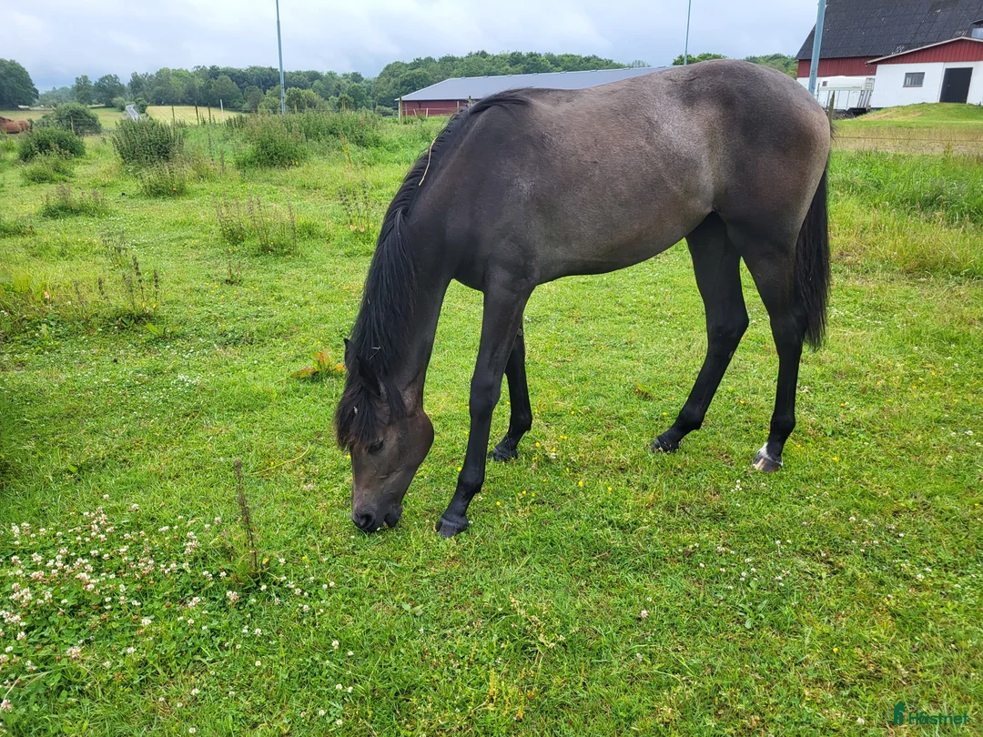 Dressyr hästar till salu: Välstammat (dressyr) SWB sto f. 2024  i Hörby - Annons 1