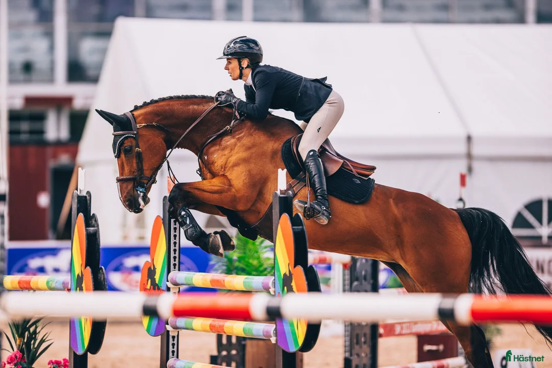  stallplats finnes: inridning, utbildning, försäljning, tävling - Annons 4