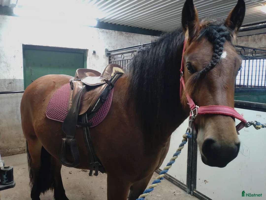 Allround hästar till salu: Fantastiskt allroundhäst  i Töreboda - Annons 9