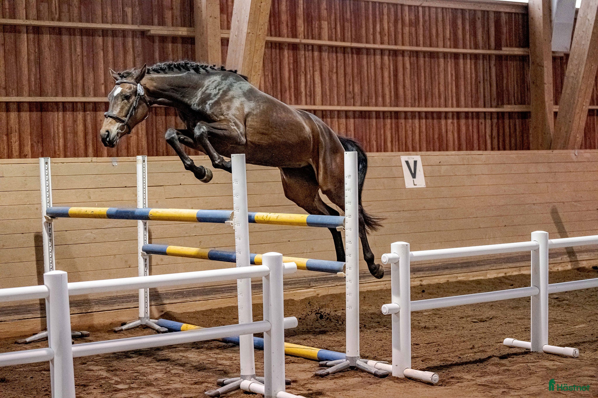 Hoppning hästar till salu: Superfin sporthäst! - Annons 1