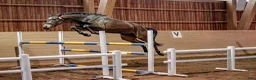 Hoppning hästar till salu: Superfin sporthäst! - Annons 1