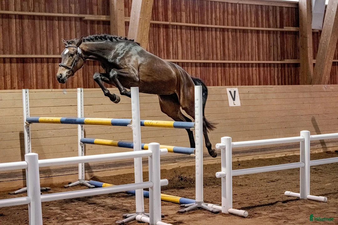 Hoppning hästar till salu: Superfin sporthäst! - Annons 1