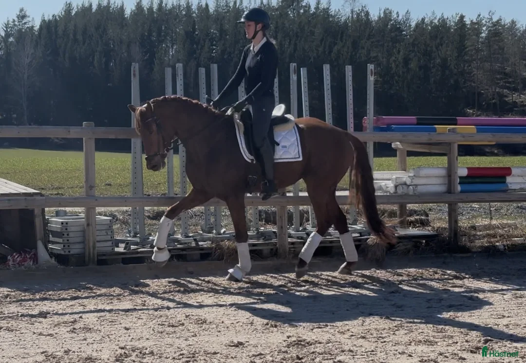 Dressyr hästar till salu: Välstammat 3-årssto av mindre modell - Annons 4