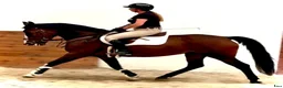 Allround hästar till salu: Luna – Kind & Versatile Mare | Great Jumper! 10yo - Annons 8