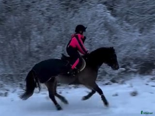 Övrig Ryttarutrustning ryttarutrustning till salu: rosa rid overall strl 140 i Sollentuna - Annons 7