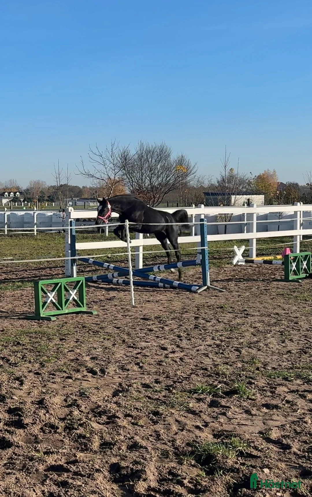 Övrigt hästar till salu: Lovande sto i Kristianstad - Annons 4