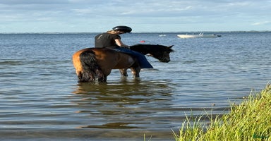  hästar i Vallåkra - Annons 11