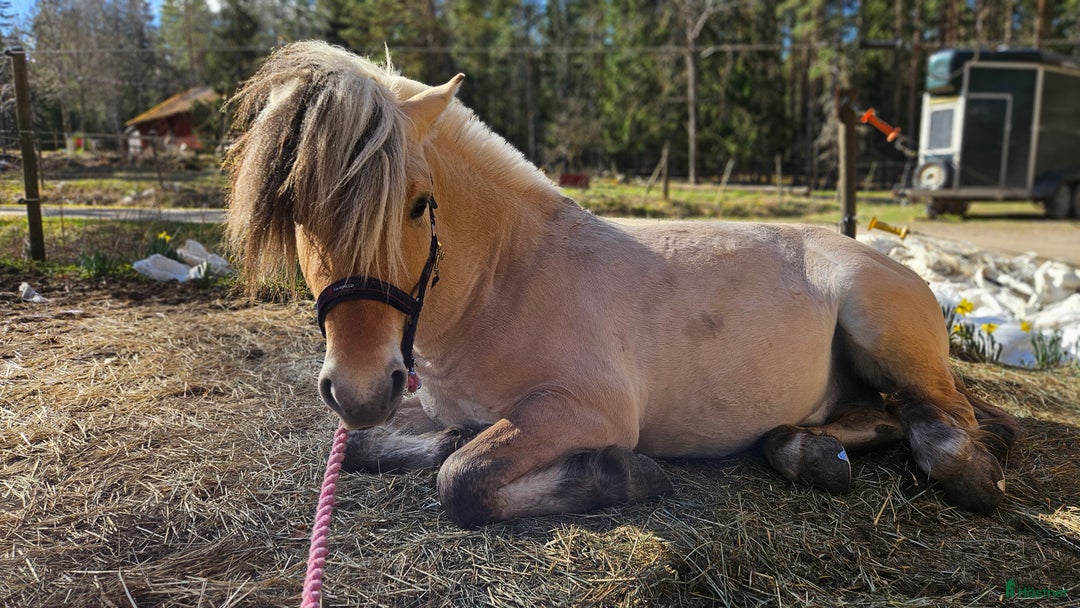 Allround hästar till salu: Lothar, världens bästa häst ♡ i Söderköping - Annons 8