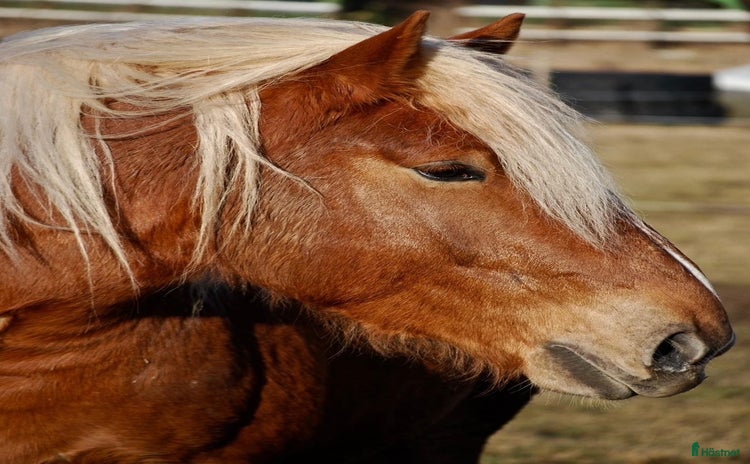  hästar i Grums - Annons 1