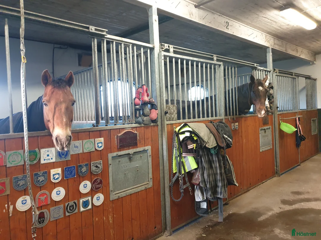  stallplats finnes: 3 lediga stallplatser i Kullavik i litet stall i Kullavik - Annons 1