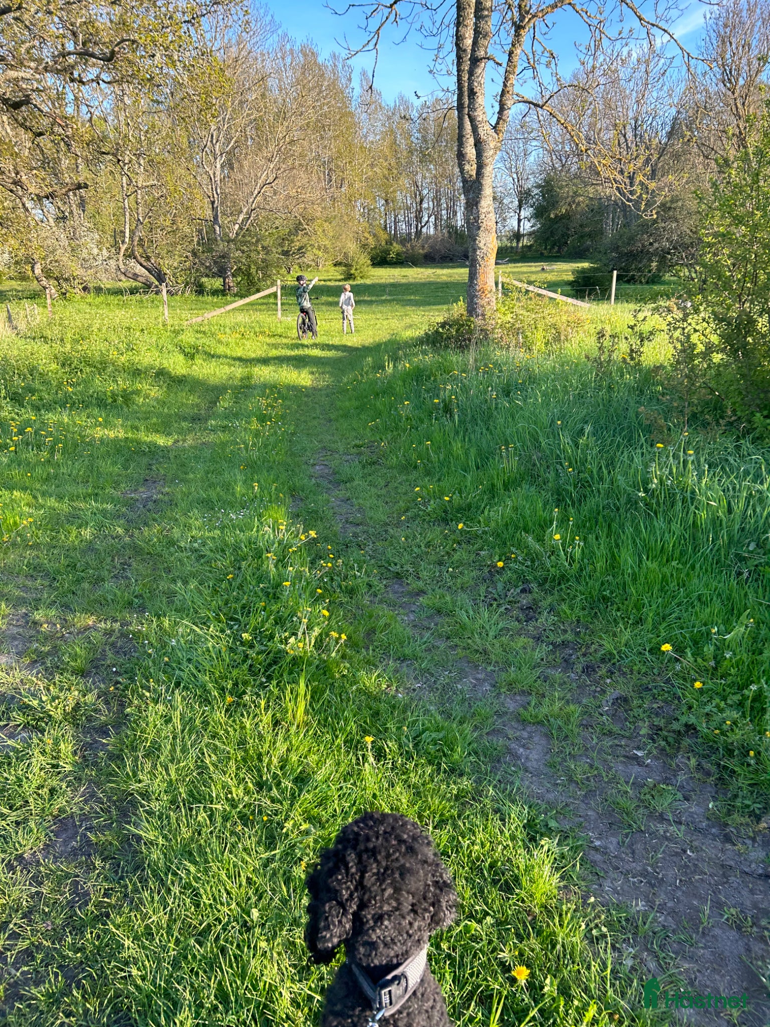 hästar Islandshäst till hästvan familj - Annons 1