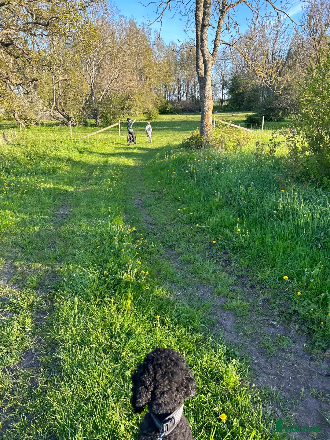 Island hästar sökes: Islandshäst till hästvan familj - Annons 1