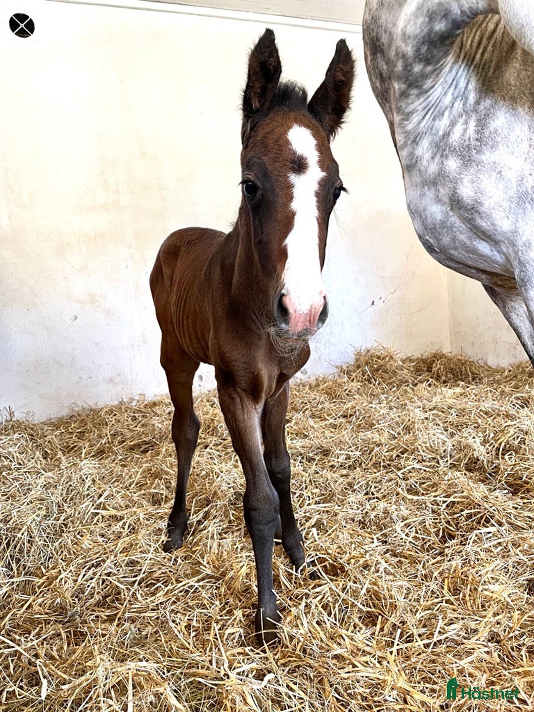 Allround hästar till salu: Vacker 2,5 -åring! Mr. Vain-Camaro M i Hyltebruk - Annons 5