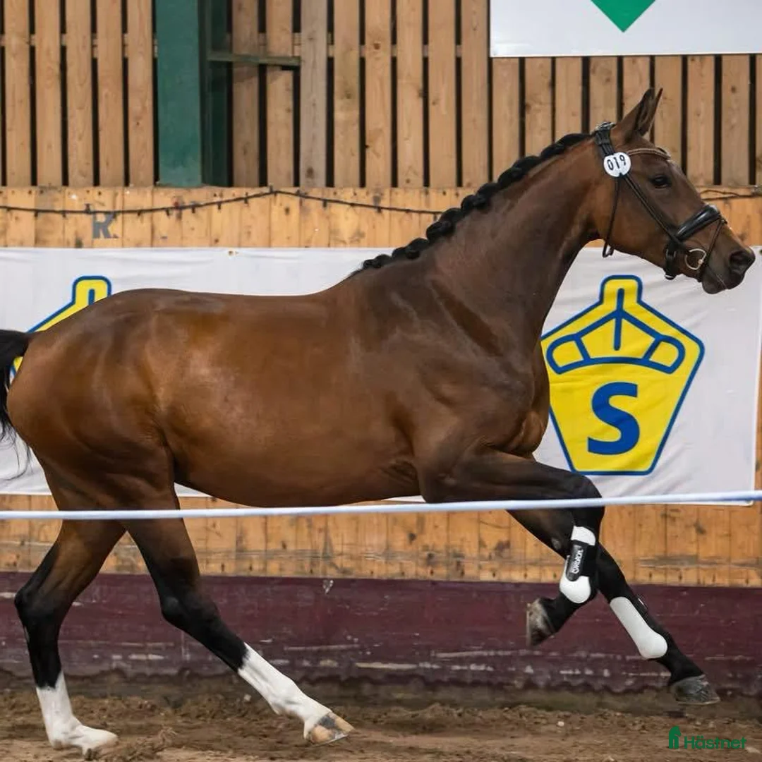 Hoppning hästar till salu: Framtidens sporthäst, vilken gren du än väljer! 🌟 - Annons 4
