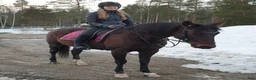 Allround hästar till salu: Underbart vackert och snällt sto 9 år i Boden - Annons 6