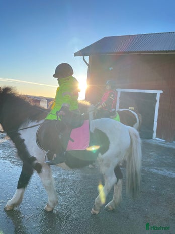 foderhäst i Västerås - Annons 15