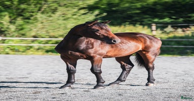  hästar i Svenshögen - Annons 16