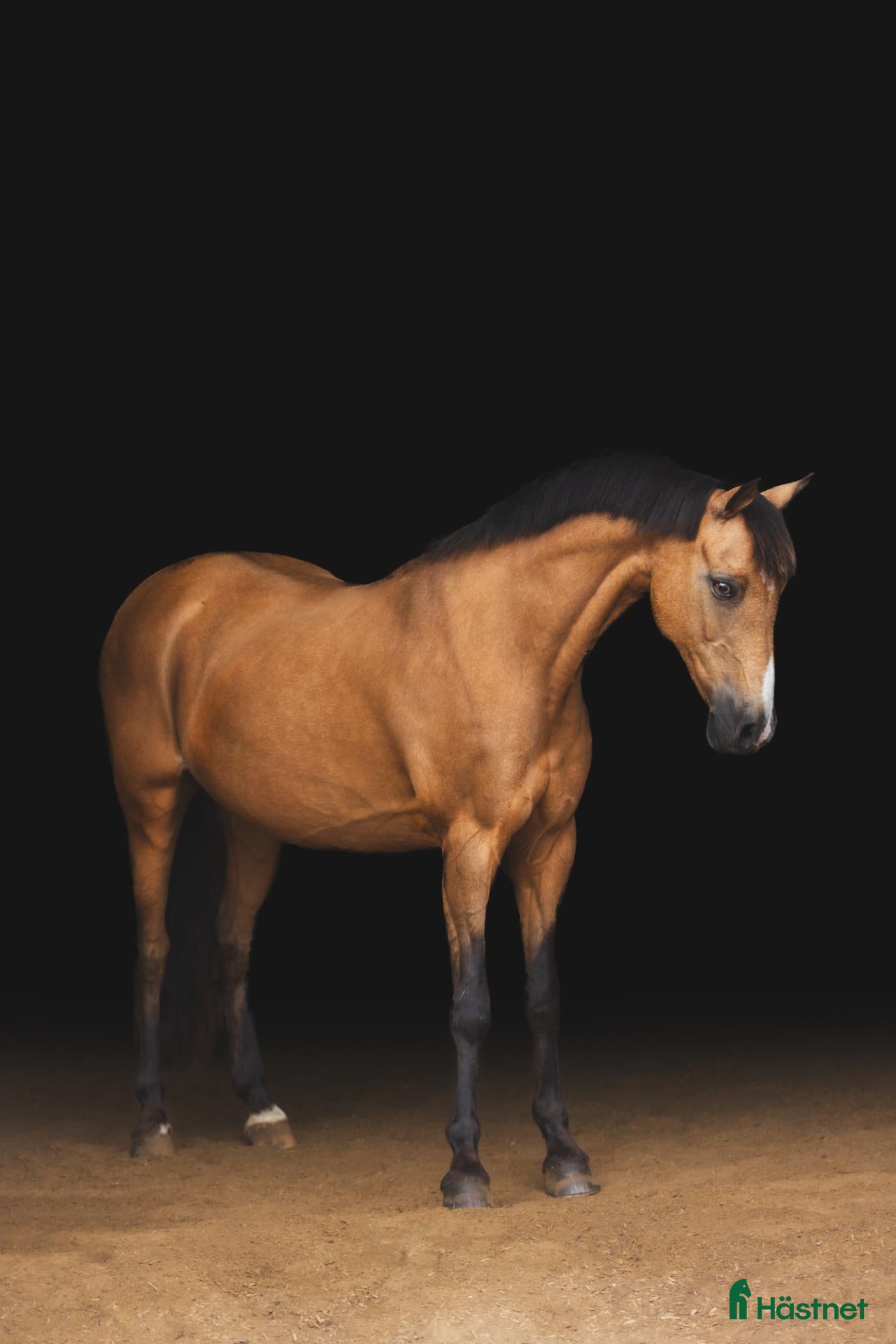  hästar Läromästare C ponny  - 132 cm - född 2007 - sto - Annons 13
