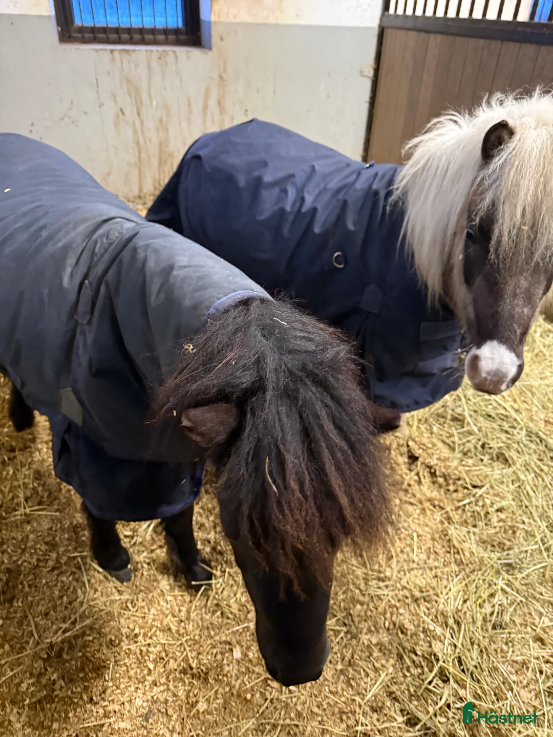 Sällskap hästar sökes: SÖKES 2 miniatyrer i Falkenberg - Annons 1