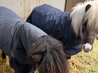 hästar SÖKES 2 miniatyrer i Falkenberg - Annons 5