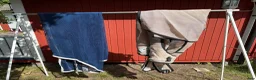 Täcken hästutrustning till salu: 18 täcken (stall-och utetäcken)  - Annons 10