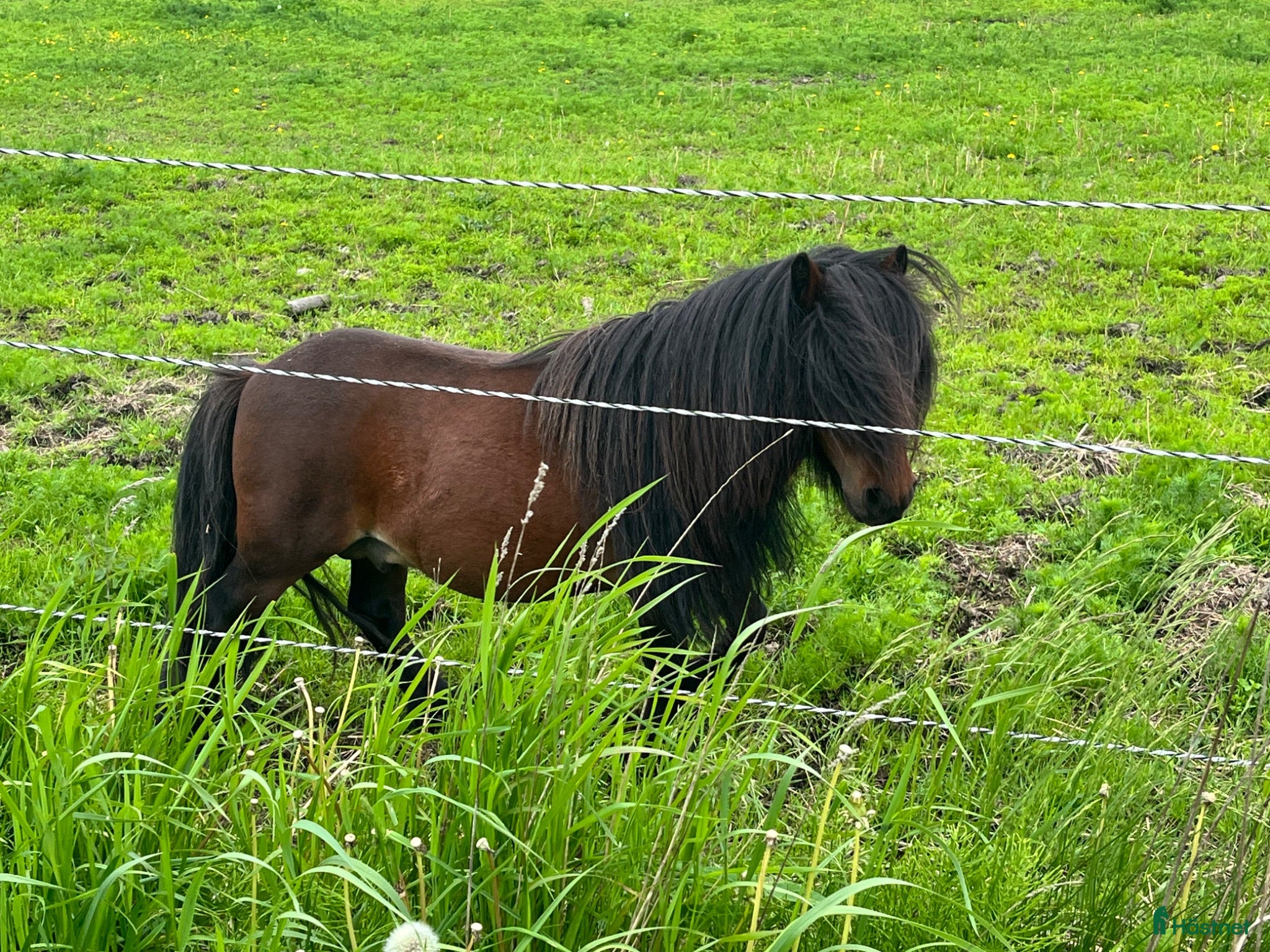  hästar Minihingst söker nya hagar  - Annons 10