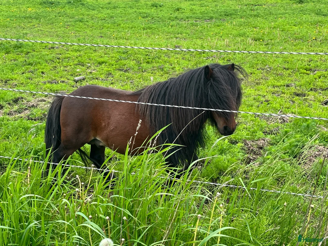 Allround hästar till salu: Minihingst söker nya hagar  - Annons 1
