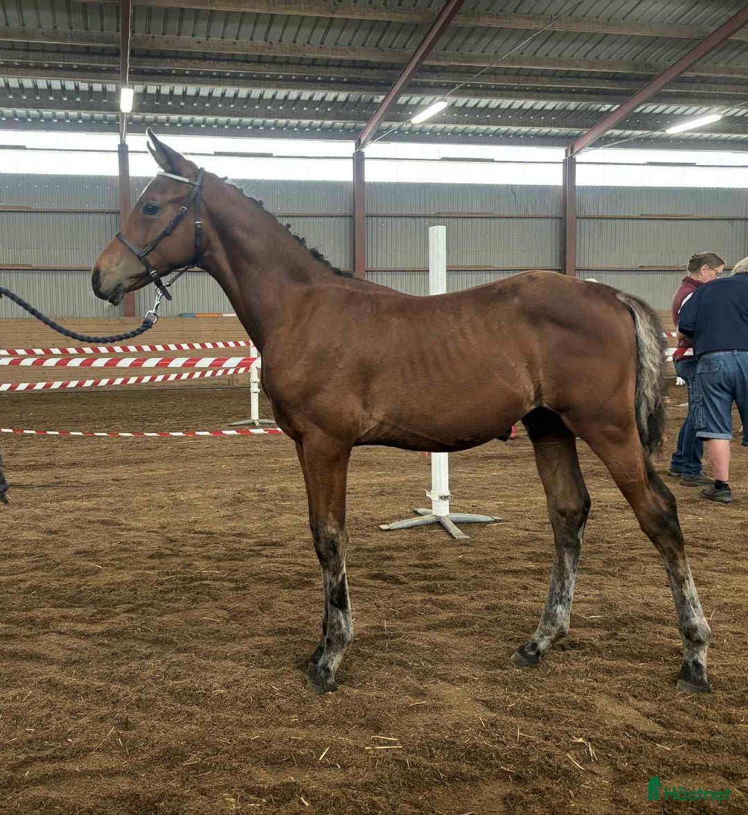 Dressyr hästar till salu: Tävling & tränings kompis OBS sänkt pris!  i Åseda - Annons 1